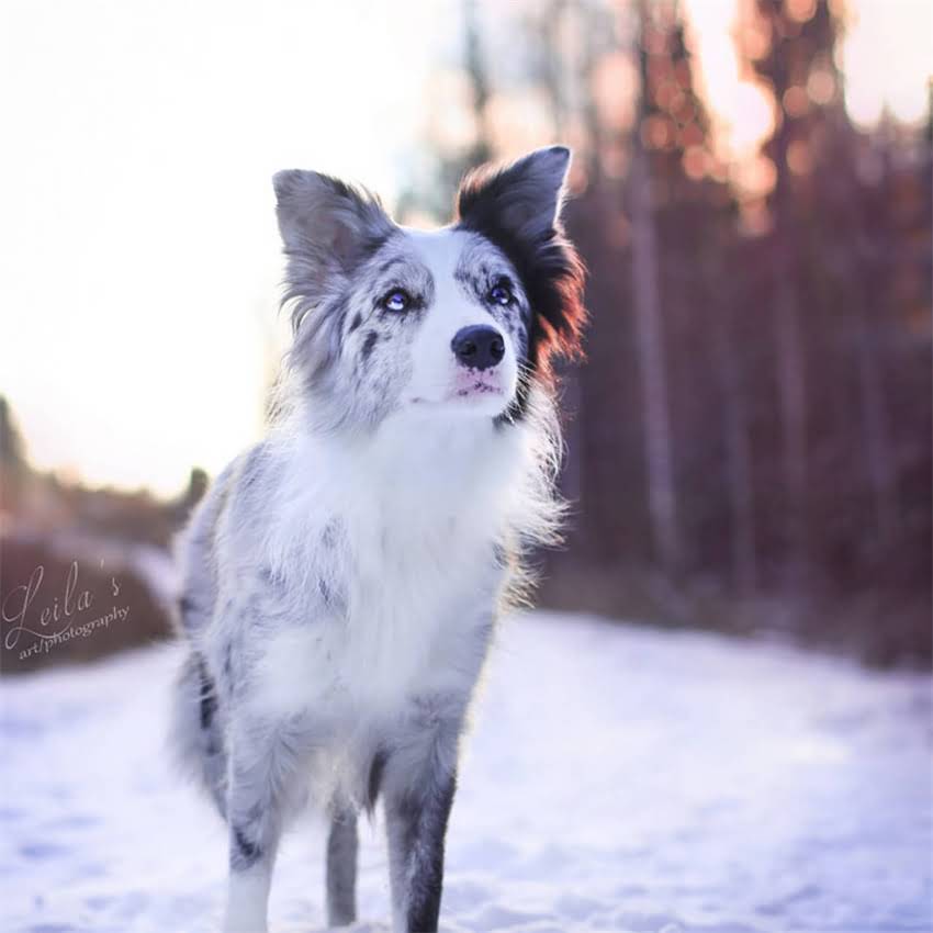 图片 刚买泰迪犬不想养了？5大饲养误区与应对策略，看完再决定不后悔！2.jpg