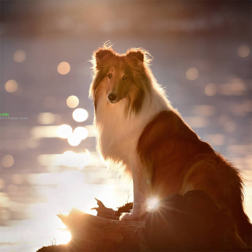 图片 刚出生吉娃娃能喝水吗？新手家长必看护理指南（附正确喂养方法）.jpg