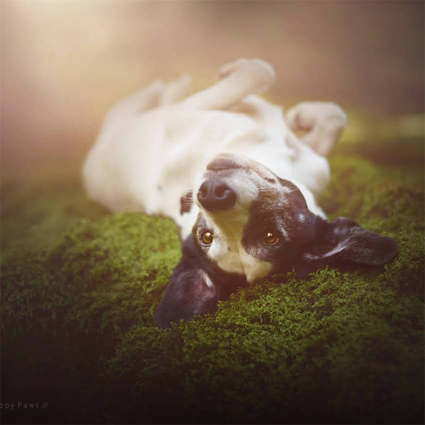 图片 刚出生小狗假死症状识别与黄金抢救指南：专业兽医详解24小时生死关键期处理方法1.jpg