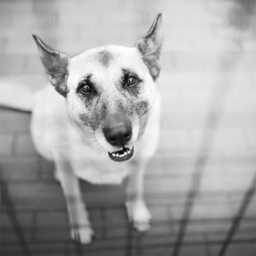 图片 刚出生小狗假死症状识别与黄金抢救指南：专业兽医详解24小时生死关键期处理方法2.jpg