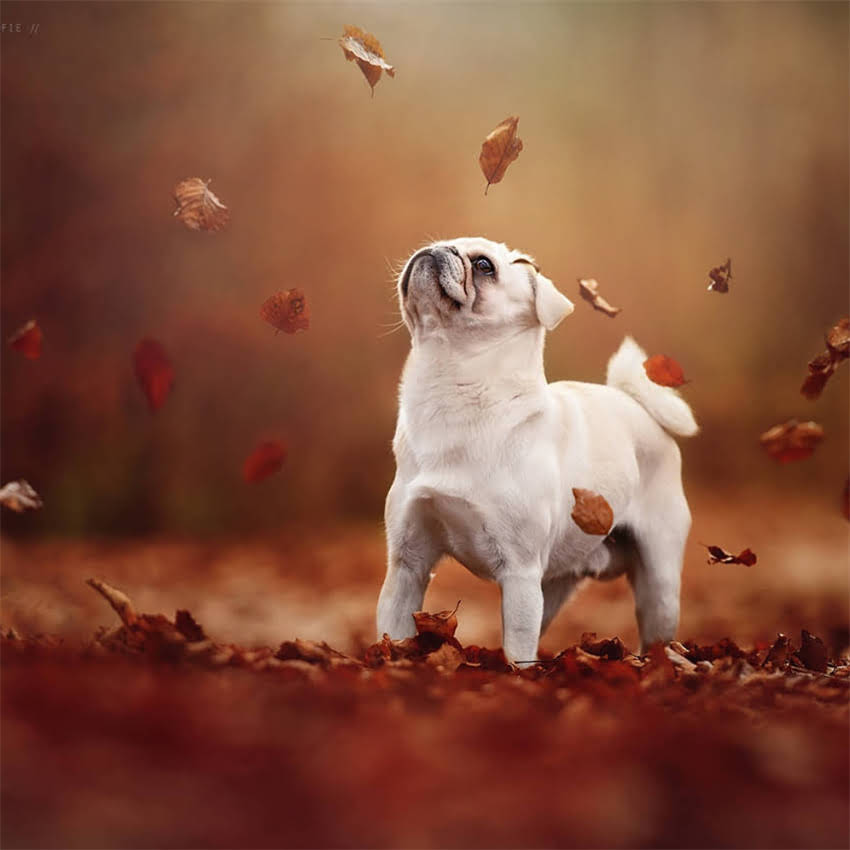 图片 刚出生的纯种柯基幼犬最新报价及饲养全攻略（附品种特性与价格影响因素）.jpg