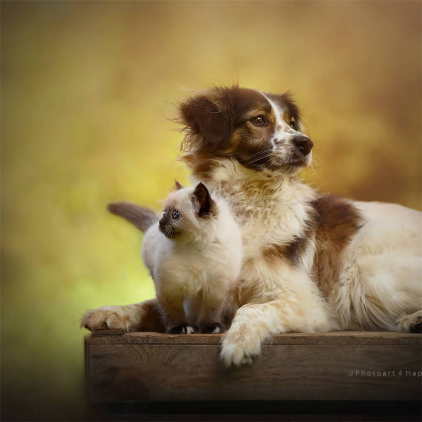 图片 刚出生的纯种柯基幼犬最新报价及饲养全攻略（附品种特性与价格影响因素）2.jpg