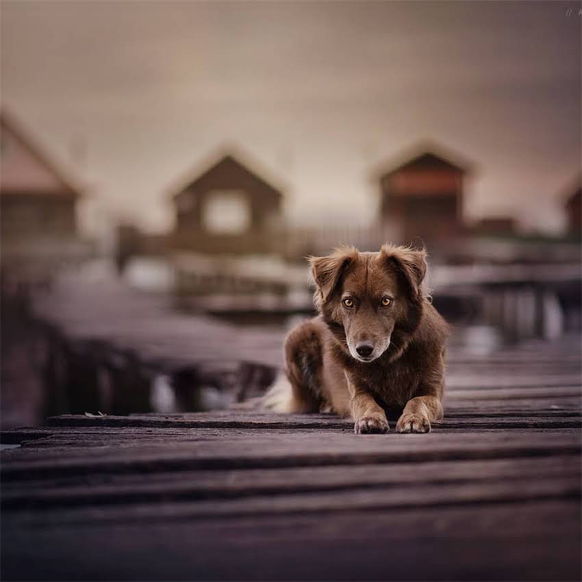 图片 加菲猫专用猫粮推荐：科学喂养指南与营养配方.jpg