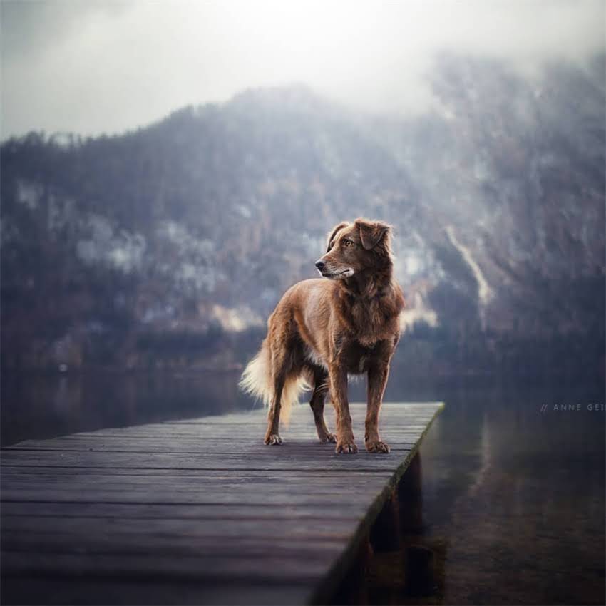 图片 加菲猫专用猫粮推荐：科学喂养指南与营养配方1.jpg