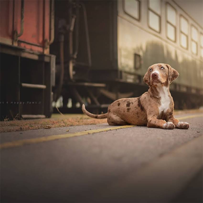 图片 加菲猫专用猫粮推荐：科学喂养指南与营养配方2.jpg