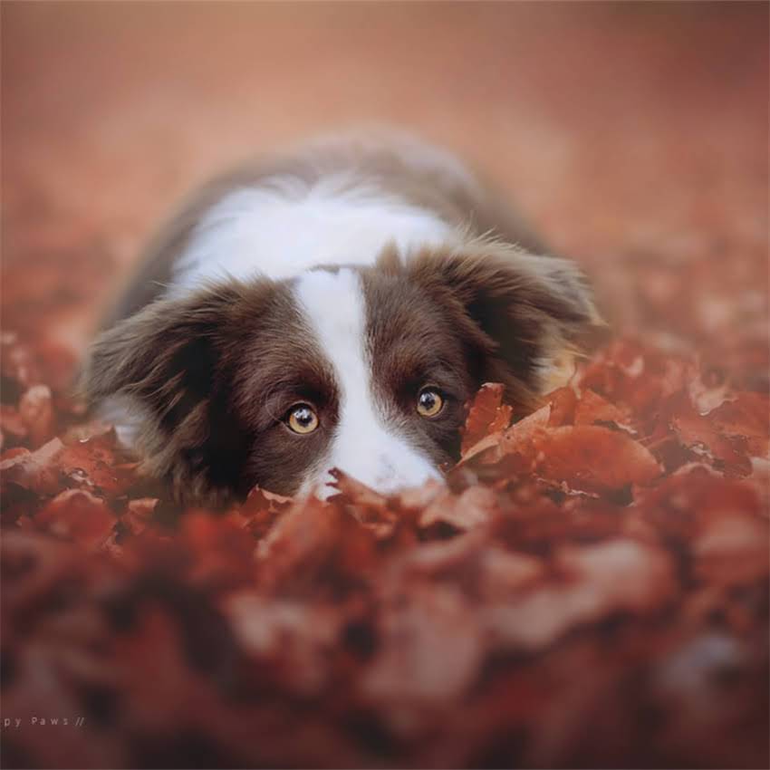 图片 加菲猫幼猫喂养全指南：科学解答何时开始喂猫粮与月龄营养需求表.jpg