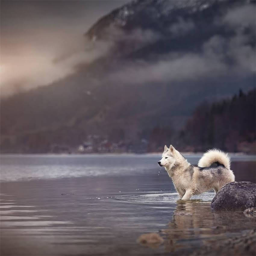 图片 加菲猫幼猫喂养全指南：科学解答何时开始喂猫粮与月龄营养需求表1.jpg