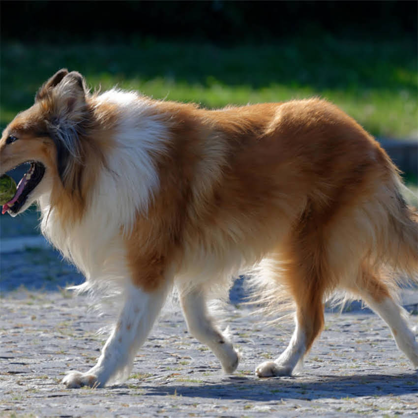 图片 加菲猫科学喂养指南：不同月龄营养需求与猫粮选择全（最新版）.jpg