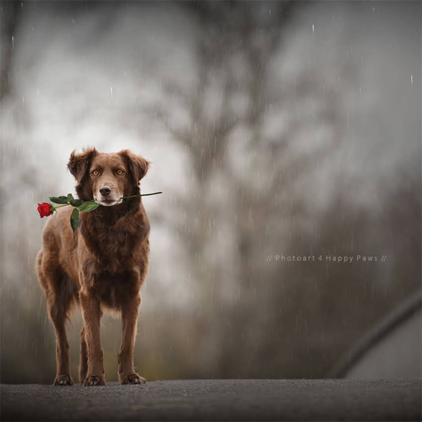 图片 加菲猫科学喂养指南：不同月龄营养需求与猫粮选择全（最新版）2.jpg