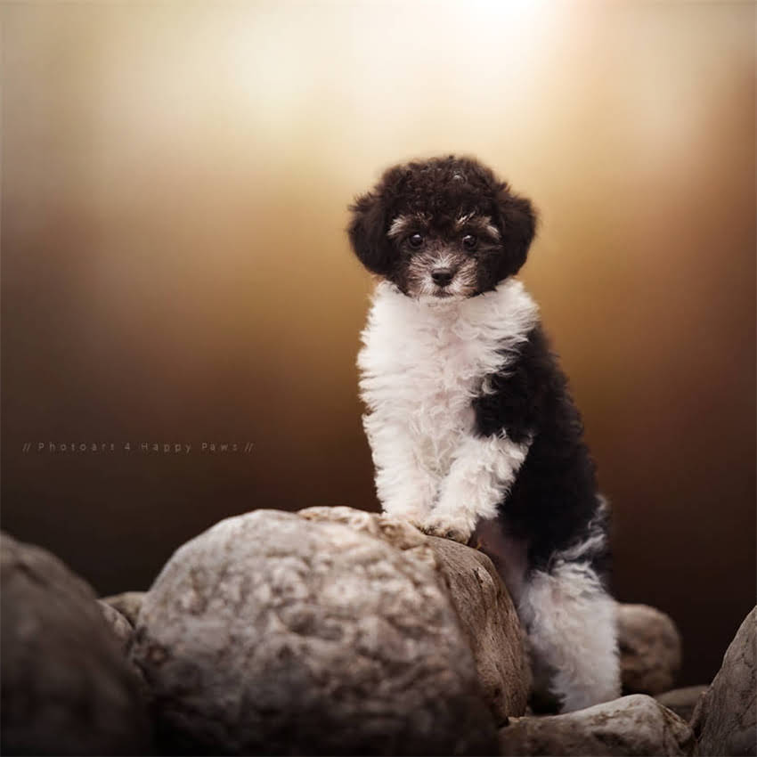 图片 加菲猫能吃牛油果猫粮吗？全攻略+营养+选购指南🐾.jpg