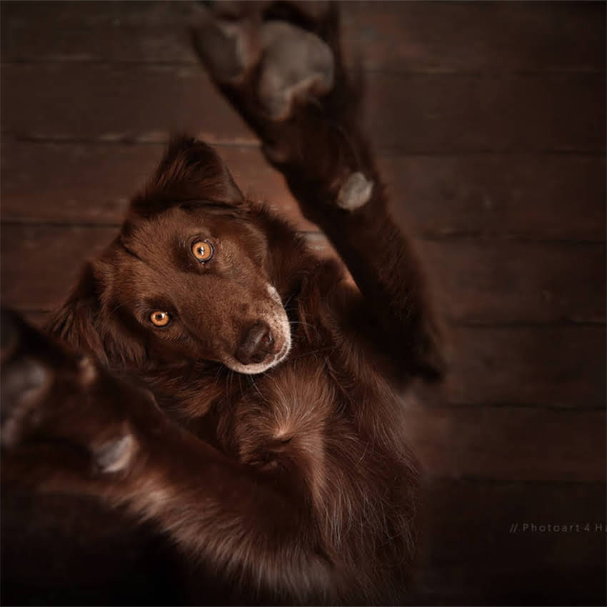 图片 北京上海优质金毛犬舍推荐｜金毛犬选购全攻略（附避坑指南）.jpg