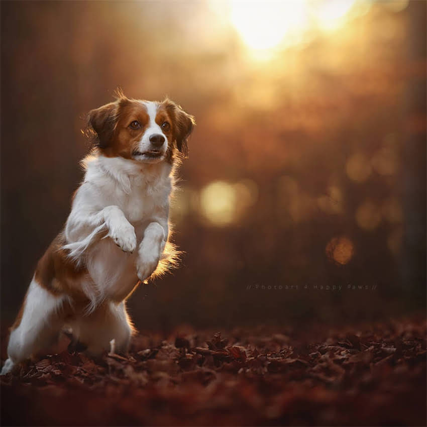 图片 北京上海母金毛和公金毛价格对比：市场行情与选购指南.jpg