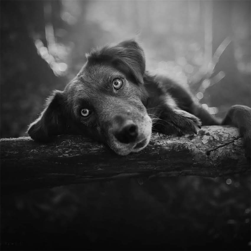 图片 北京上海母金毛和公金毛价格对比：市场行情与选购指南1.jpg