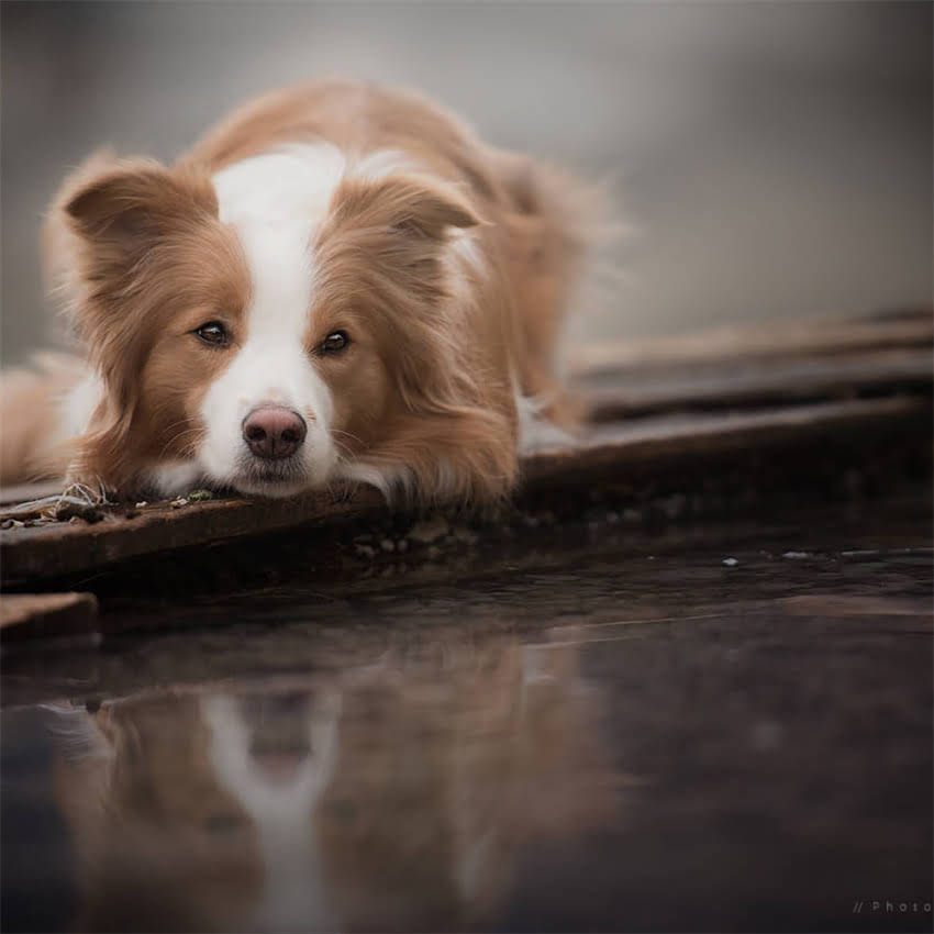 图片 北京上海犬疫苗一针多少钱？最新价格表+打疫苗必知事项全1.jpg