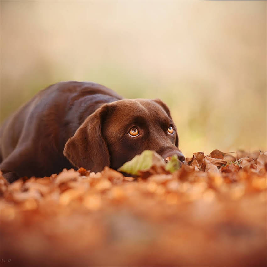 图片 北京上海纯种折耳蓝猫多少钱一只？折耳猫价格区间+健康保障全2.jpg