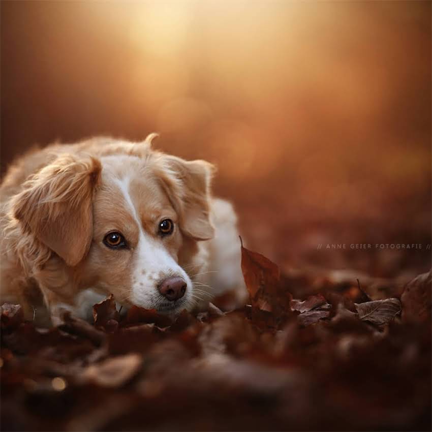 图片 北京上海纯种西施犬价格全：血统证书多少钱？幼犬多少钱一只？.jpg