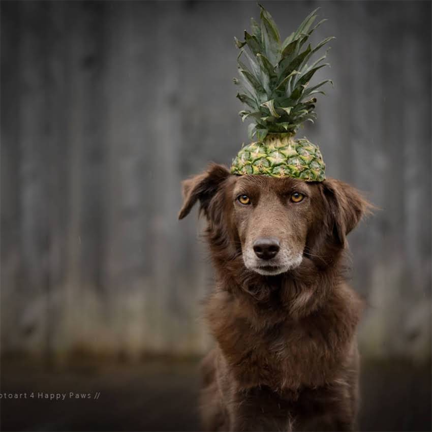 图片 北京上海纯种西施犬价格全：血统证书多少钱？幼犬多少钱一只？1.jpg