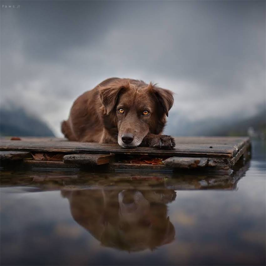 图片 北京优质拉布拉多幼犬出售高健康保障+免费接送服务（附选购指南）.jpg