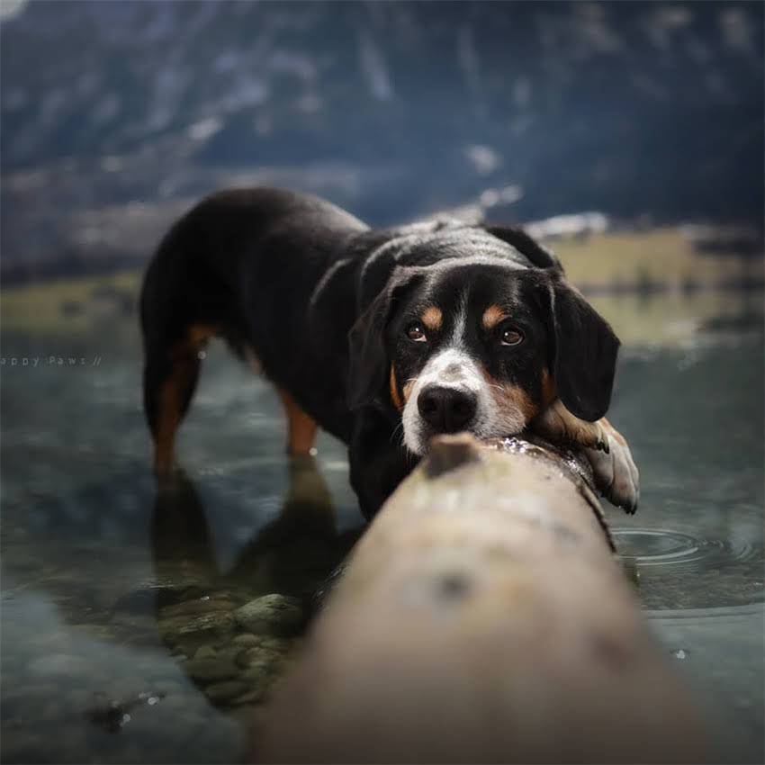 图片 北京优质拉布拉多犬舍推荐及选购指南（最新排名+避坑指南）.jpg