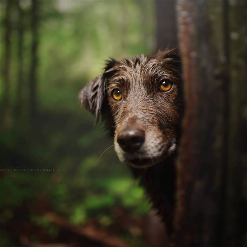 图片 北京优质拉布拉多犬舍推荐及选购指南（最新排名+避坑指南）2.jpg