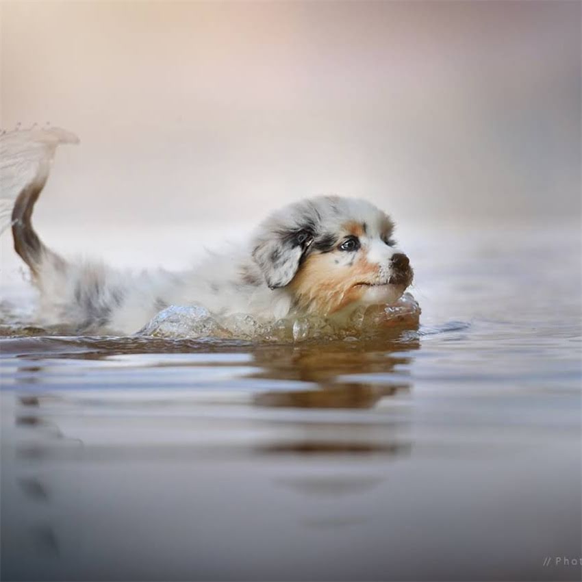 图片 北京免费领养拉布拉多犬指南：如何找到靠谱救助机构及领养流程全？.jpg