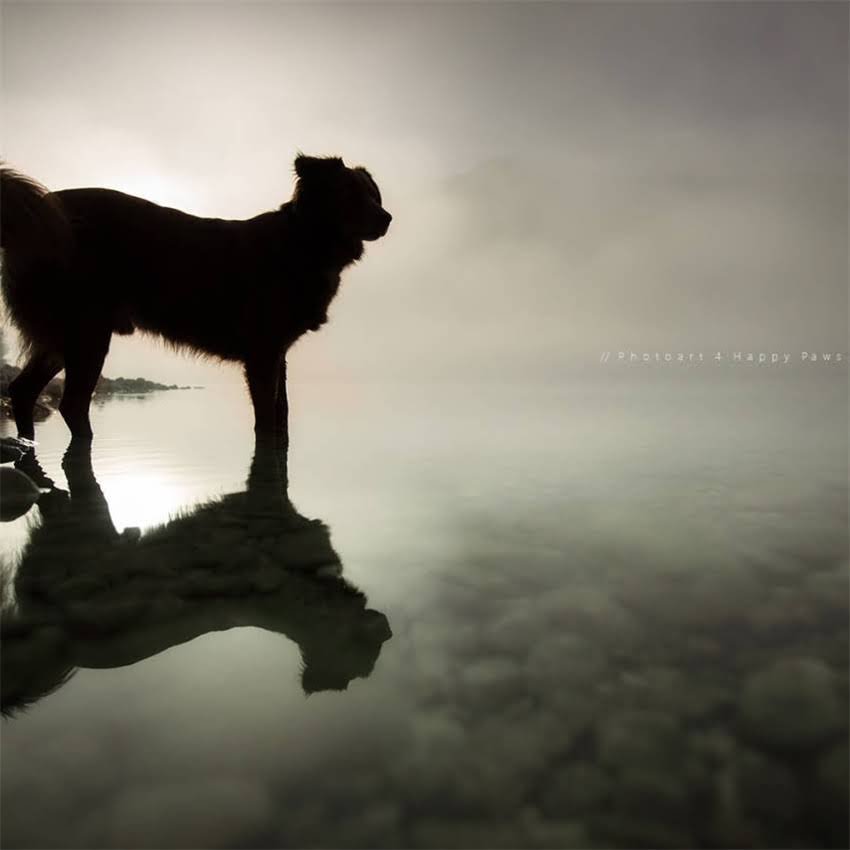 图片 北京吉娃娃免费领养公益活动正规犬舍合作+领养流程全2.jpg