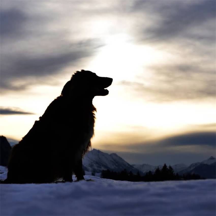 图片 北京哪里买拉布拉多犬？最新购买攻略与注意事项.jpg