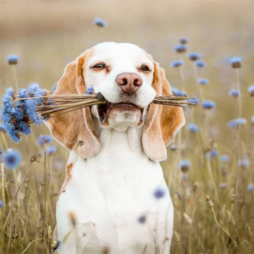 图片 北京哪里买纯种英牛犬？最新推荐：优质犬舍+选购指南全1.jpg