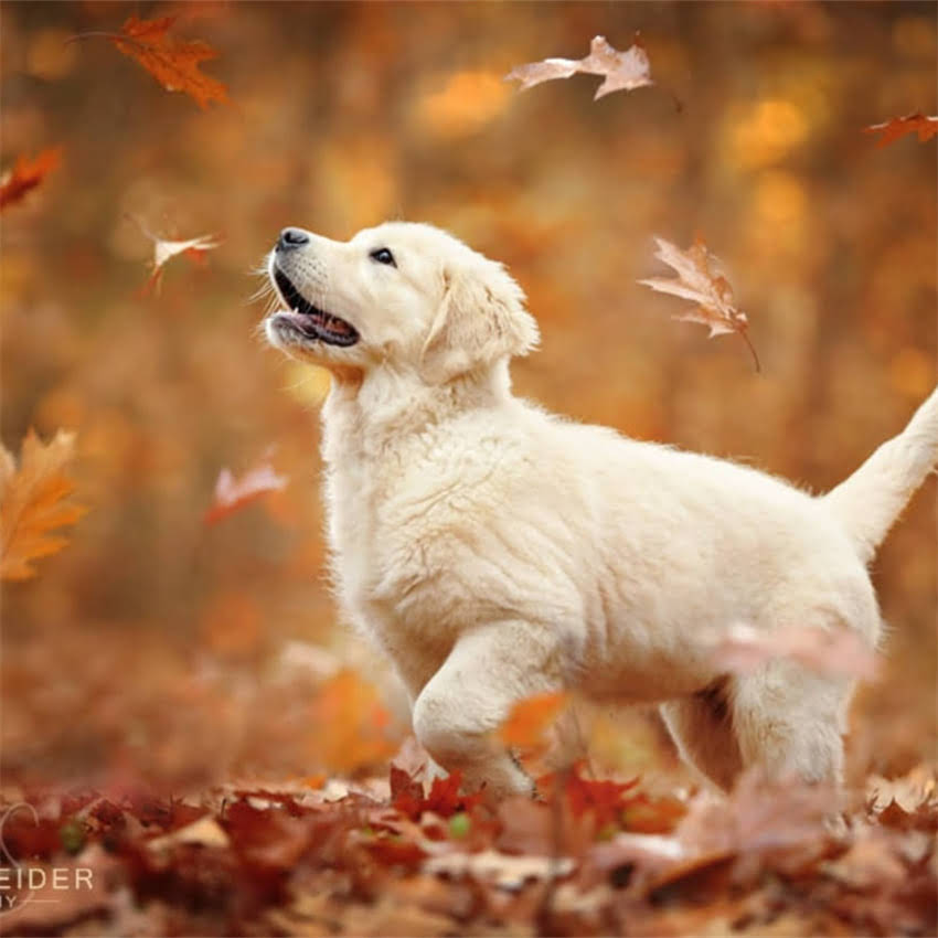 图片 北京哪里有狗狗游泳馆？这份最新指南请收好！🐾💦.jpg