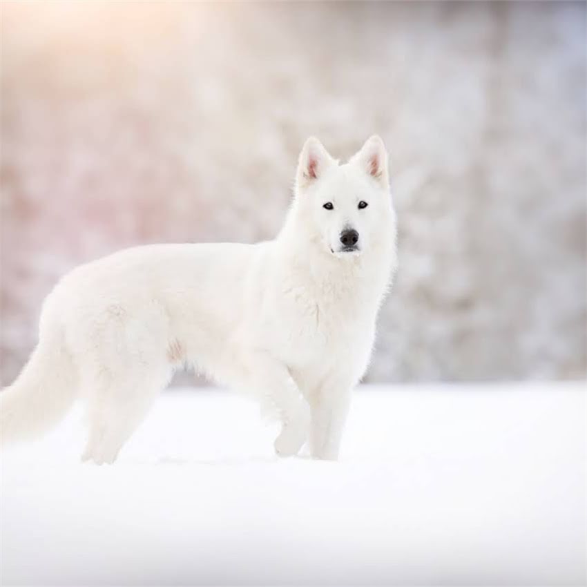 图片 北京哪里有狗狗游泳馆？这份最新指南请收好！🐾💦2.jpg