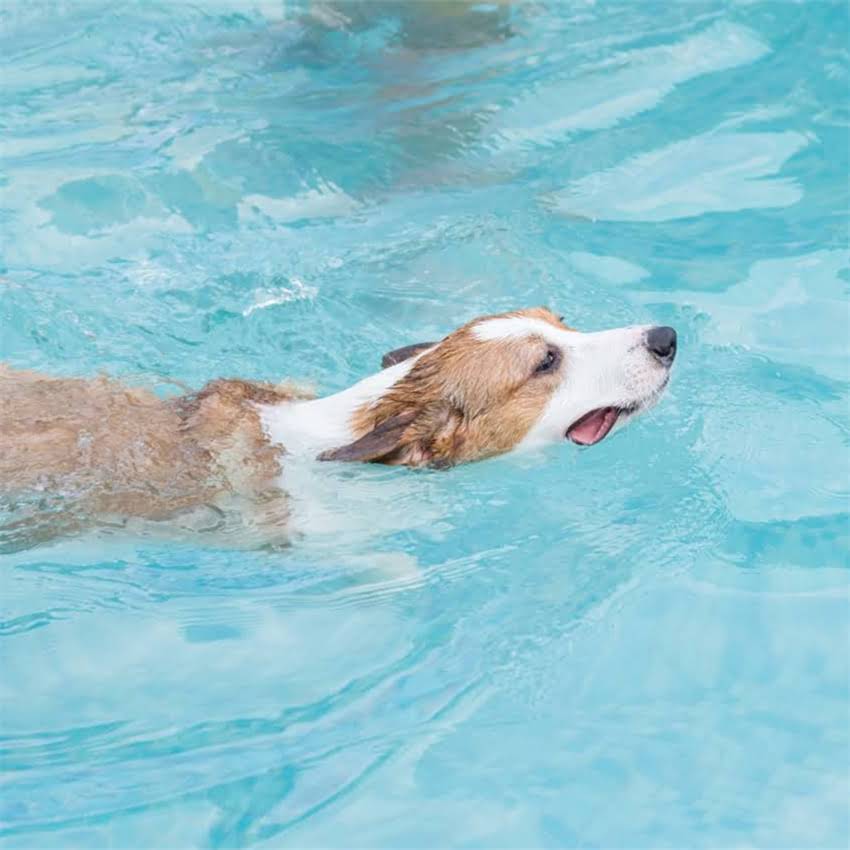 图片 北京地区出售纯种柯基犬官方血统证书+健康保障全价透明支持溯源.jpg