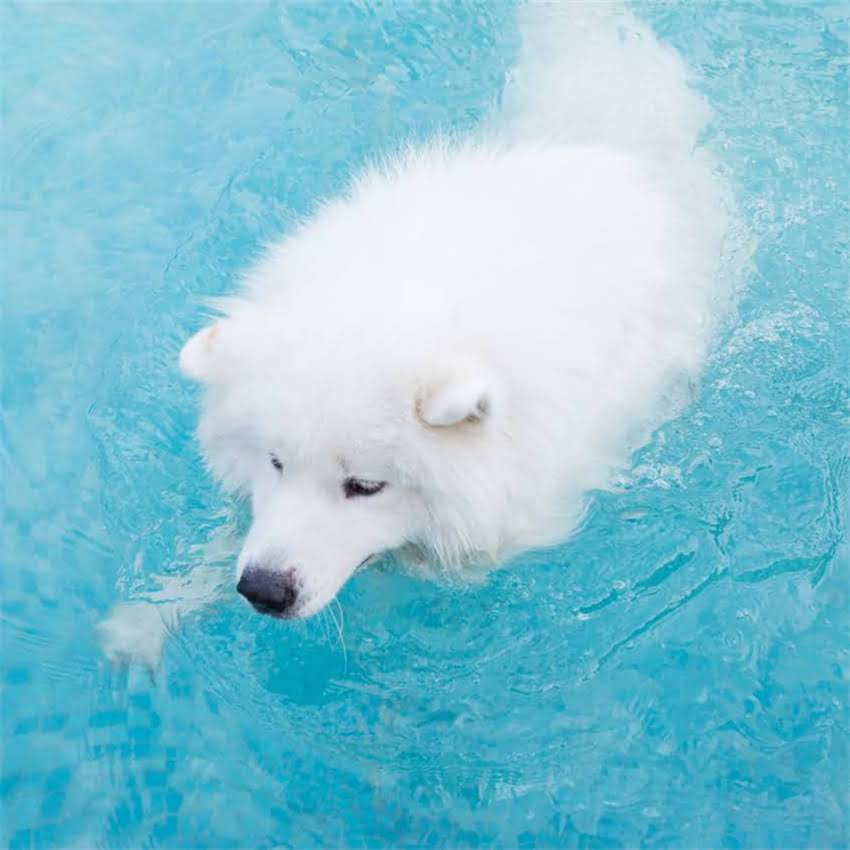 图片 北京地区出售纯种柯基犬官方血统证书+健康保障全价透明支持溯源1.jpg