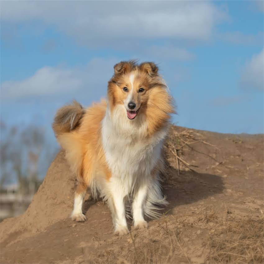 图片 北京地区出售纯种柯基犬官方血统证书+健康保障全价透明支持溯源2.jpg