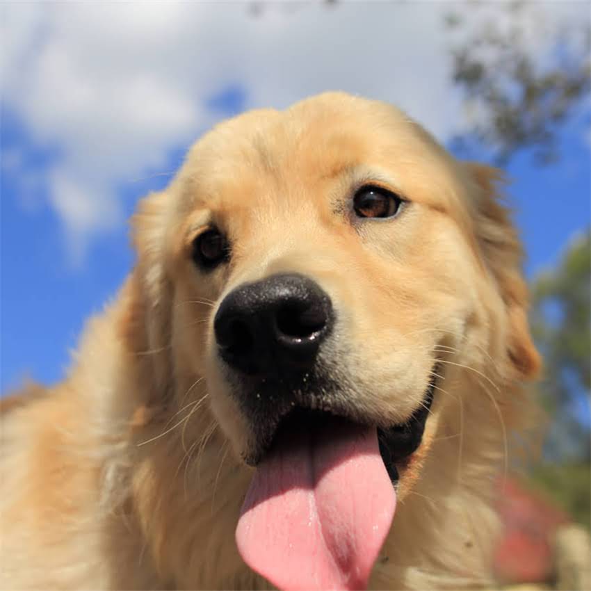 图片 北京宠物打疫苗多少钱？最新费用清单+接种指南全2.jpg