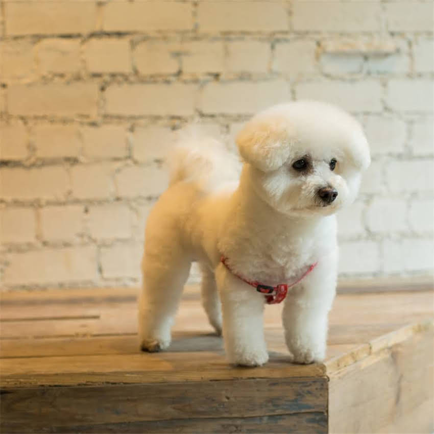 图片 北京小狗打防疫针费用全：最新价格+疫苗类型+接种注意事项.jpg