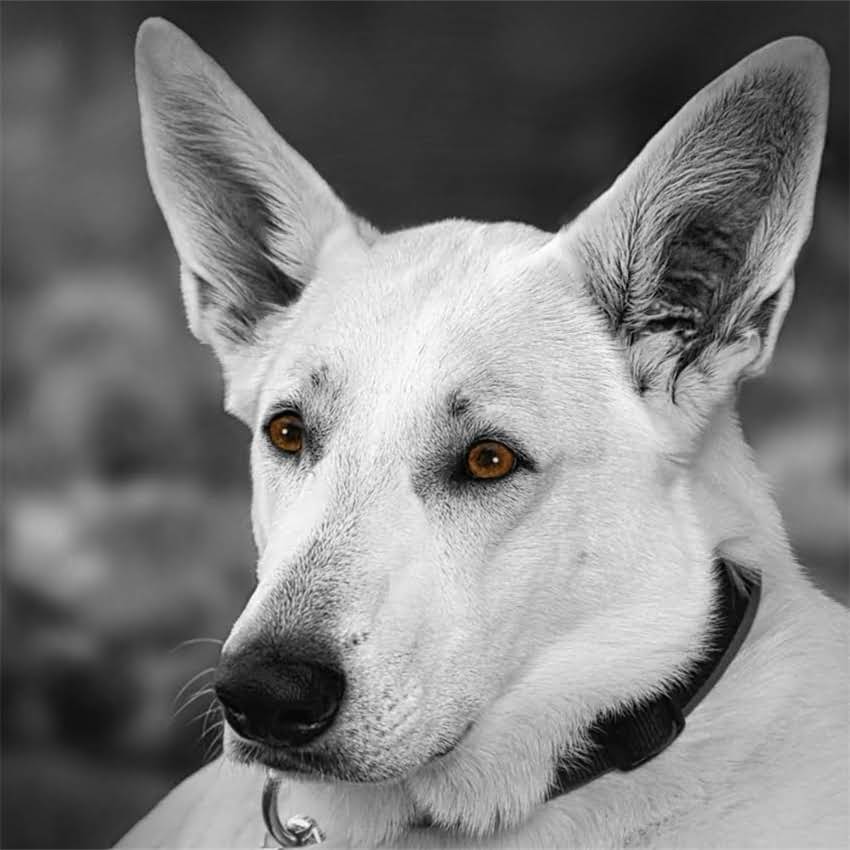 图片 北京小狗打防疫针费用全：最新价格+疫苗类型+接种注意事项1.jpg