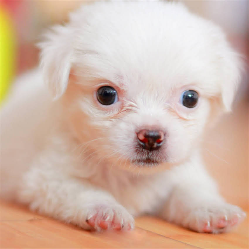 图片 北京小狗打防疫针费用全：最新价格+疫苗类型+接种注意事项2.jpg