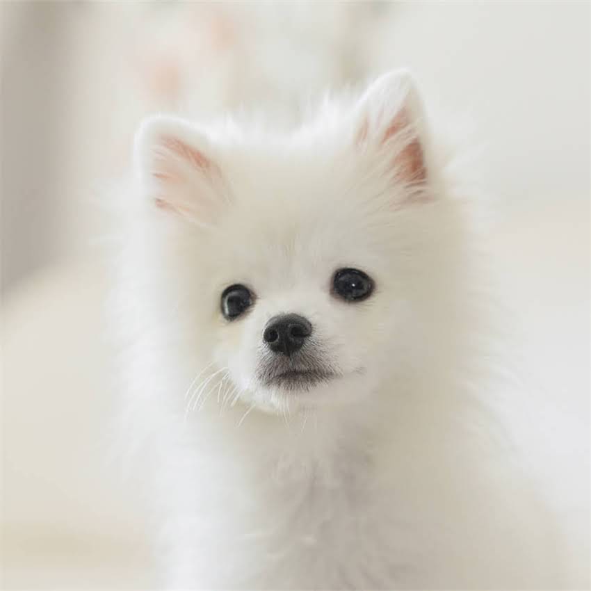 图片 北京德牧幼犬繁育信息｜黑背德牧出售流程+健康保障全攻略.jpg