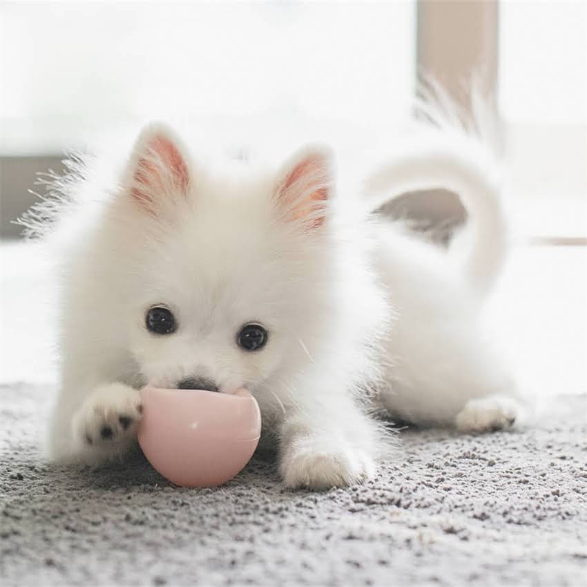 图片 北京拉布拉多免费领养全攻略：5步完成救助流程+领养前必看注意事项1.jpg