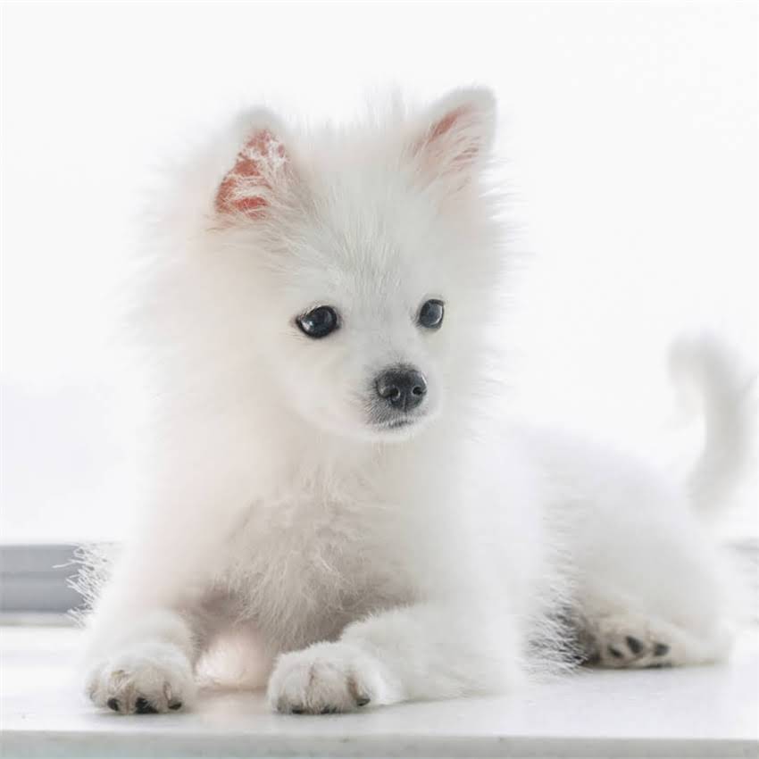 图片 北京拉布拉多免费领养全攻略：5步完成救助流程+领养前必看注意事项2.jpg