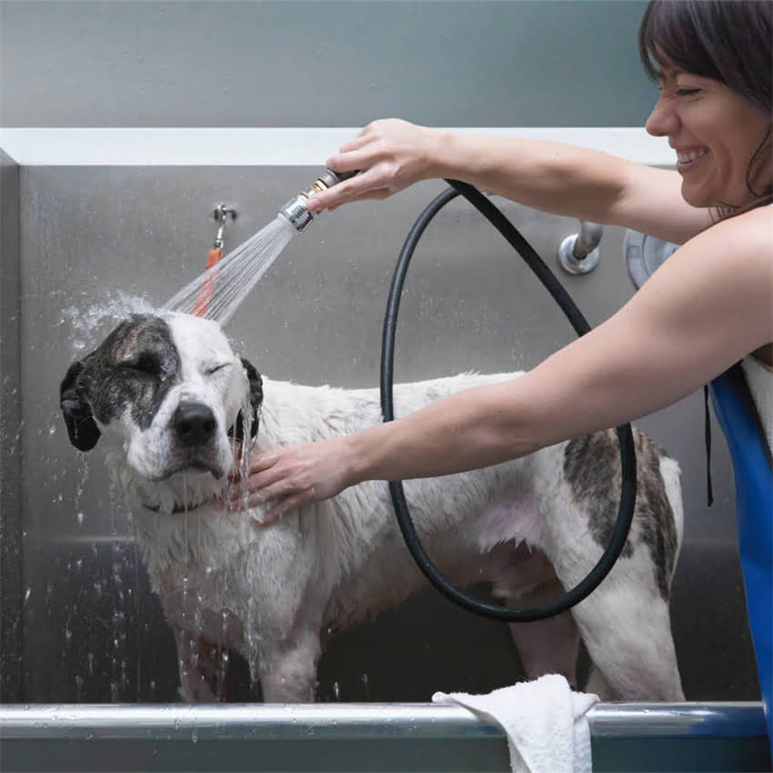 图片 北京新雅柯基犬舍地址+服务指南（最新信息）.jpg