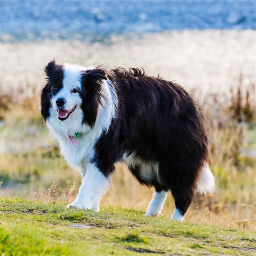 图片 北京新雅柯基犬舍地址+服务指南（最新信息）1.jpg