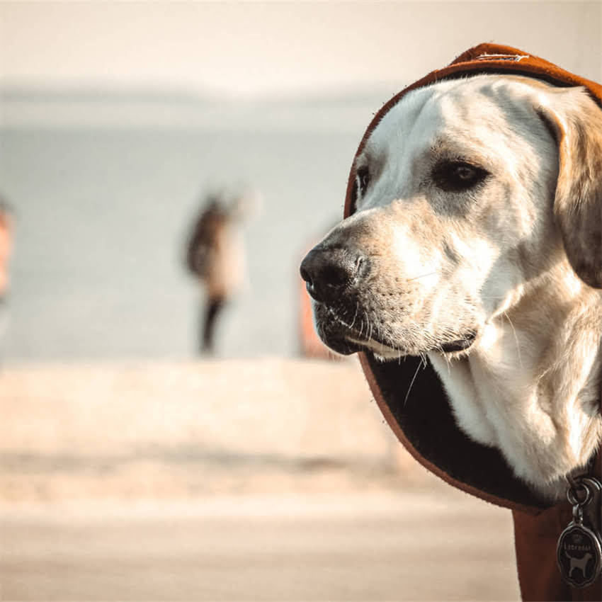图片 北京新雅柯基犬舍地址+服务指南（最新信息）2.jpg