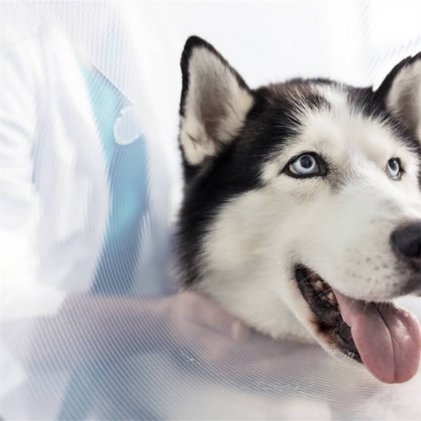 图片 北京正规小猫领养指南：免费领养渠道+救助基地地址+领养注意事项（附最新名单）.jpg