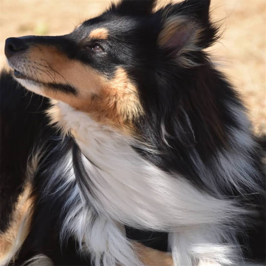 图片 北京正规小猫领养指南：免费领养渠道+救助基地地址+领养注意事项（附最新名单）1.jpg