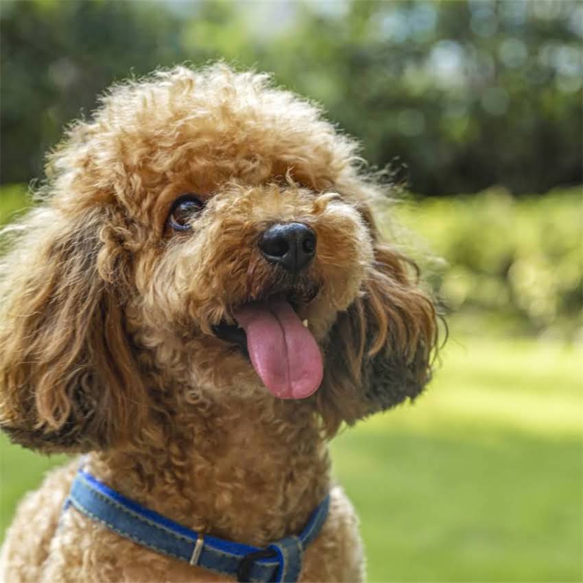 图片 北京正规小猫领养指南：免费领养渠道+救助基地地址+领养注意事项（附最新名单）2.jpg