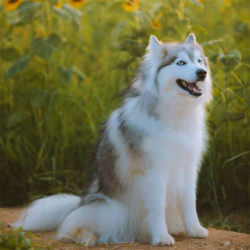 图片 北京纯种拉布拉多幼犬多少钱一只？3千预算能买到靠谱血统犬吗？附选购指南.jpg