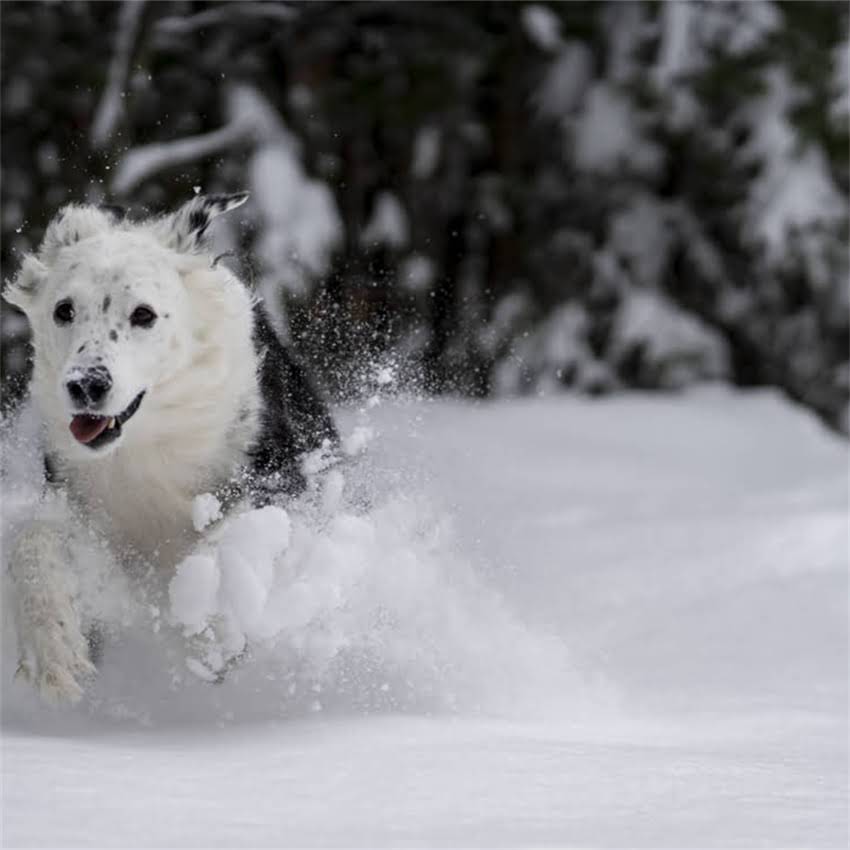 图片 北京萨摩耶幼犬如厕训练全攻略：科学方法+常见误区（附120天训练计划）.jpg