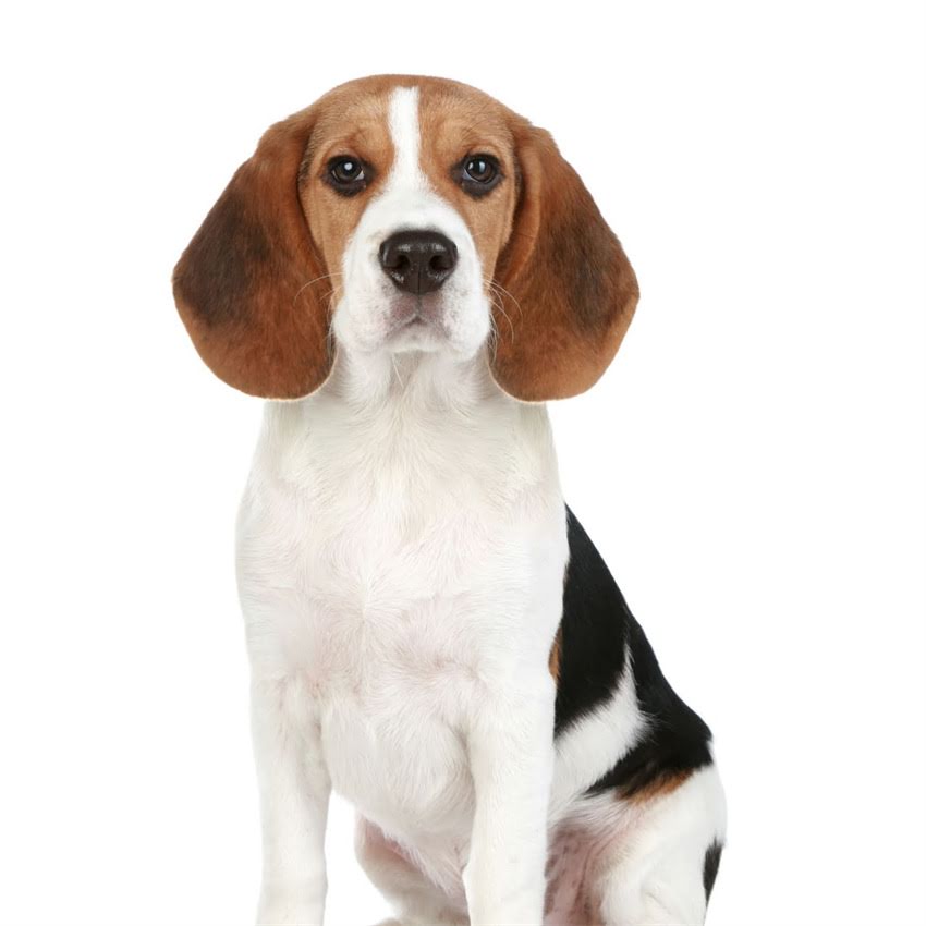 图片 北京萨摩耶幼犬如厕训练全攻略：科学方法+常见误区（附120天训练计划）2.jpg