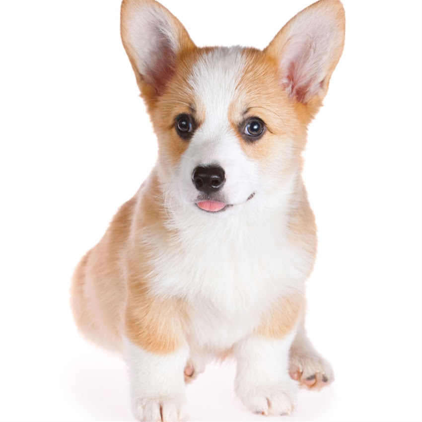 图片 北京萨摩耶犬舍推荐萨摩耶价格多少钱纯种健康证书疫苗接种全攻略2.jpg